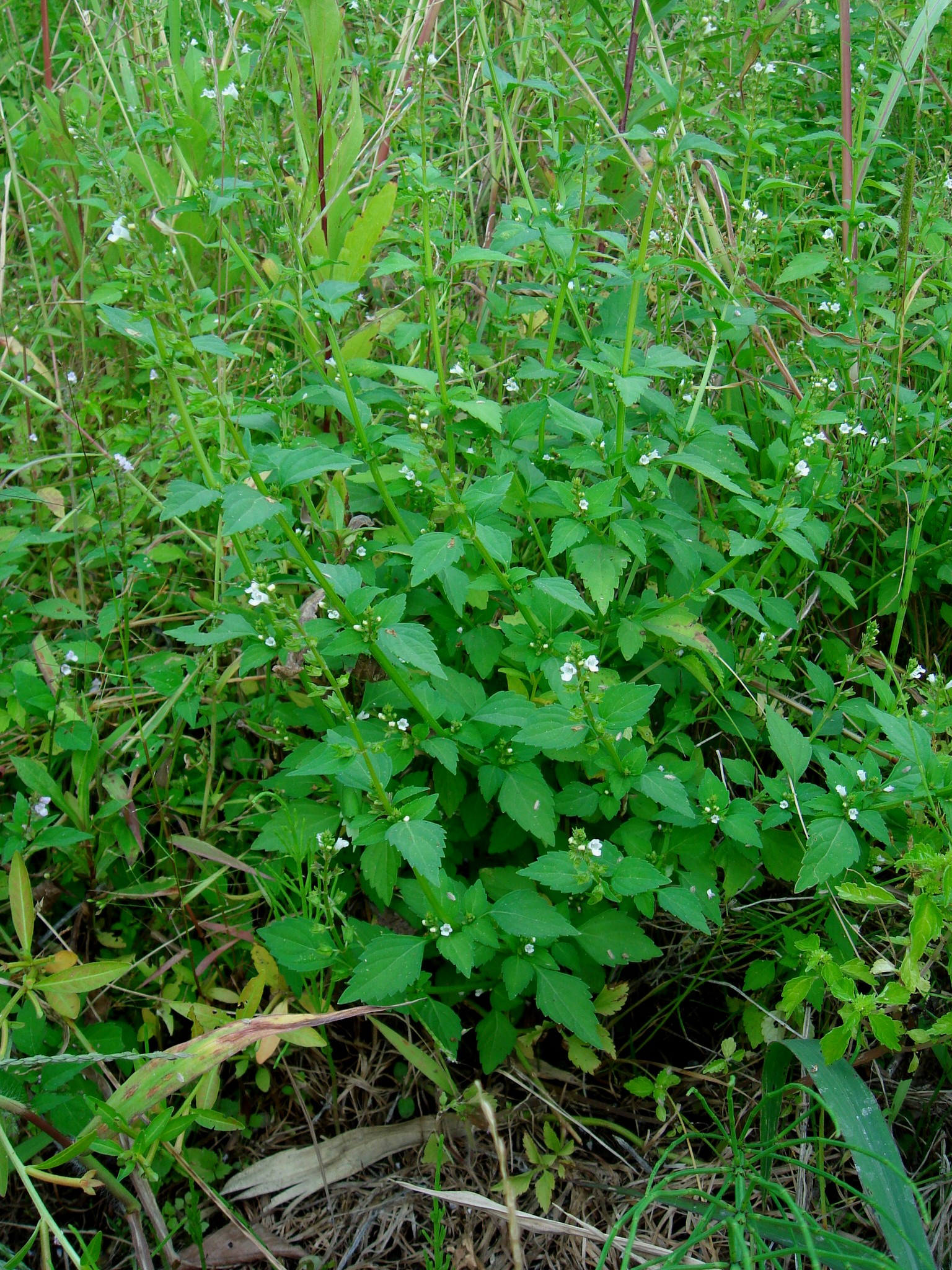 Mosla dianthera (Buchanan-Hamilton ex Roxburgh) Maximovicz
